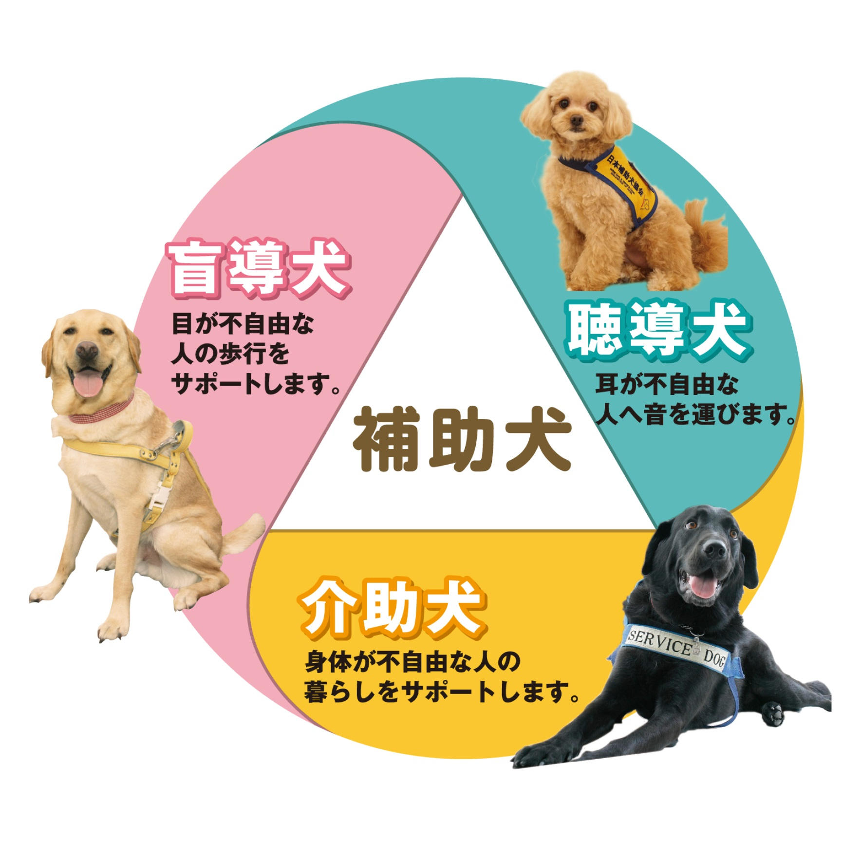 2024補助犬育成サポートプロジェクト | クラウドファンディング