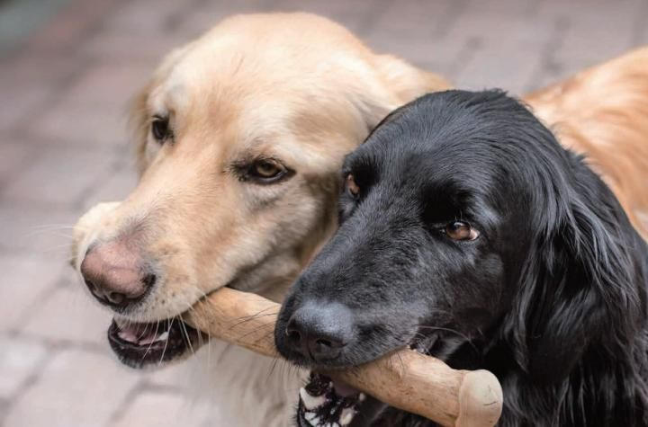 インフィニティスタチュー　チャールズ・チャップリン 『犬の生活』 予約 送料無料 1/6 フォーマットフィギュア Infinite Statue 犬の生活