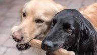 クラウドファンディングプロジェクト：CANOPHERA(キャノフィラ）　コーヒーの木から生まれた、犬にも環境にもやさしいおもちゃ