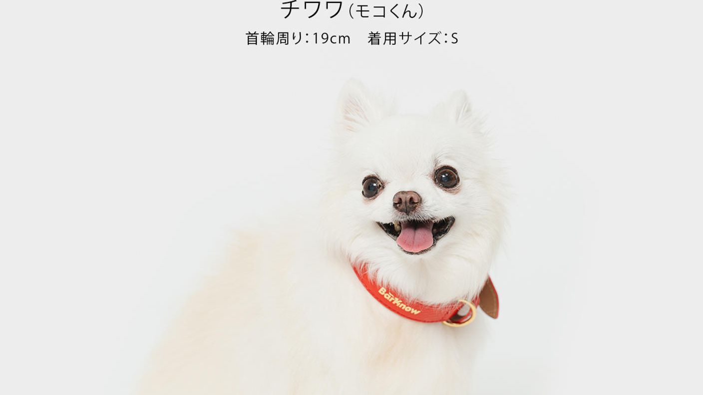 クラウドファンディングプロジェクト：万が一の迷子から守る。AirTag対応ホルダー付き“外れにくい”上質な首輪をあなたの愛犬へ