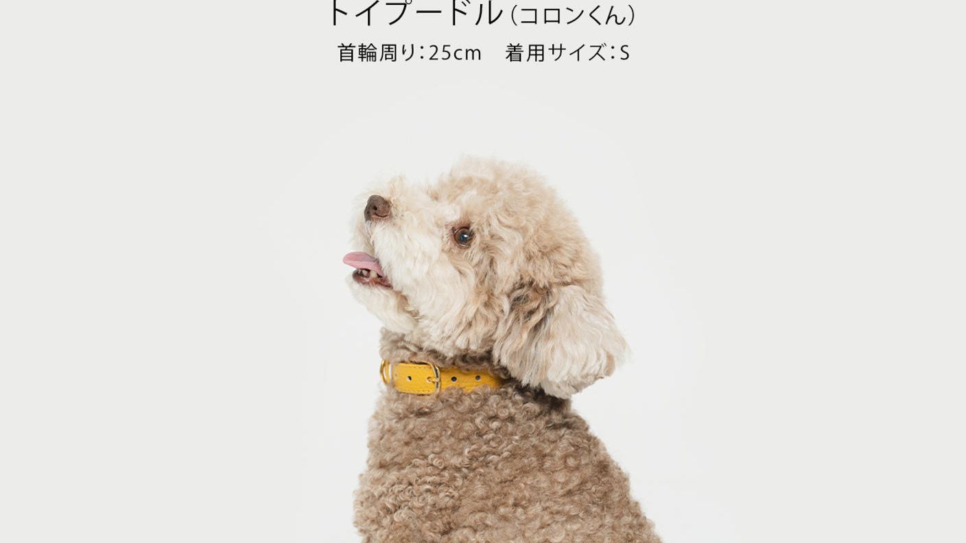 クラウドファンディングプロジェクト：万が一の迷子から守る。AirTag対応ホルダー付き“外れにくい”上質な首輪をあなたの愛犬へ