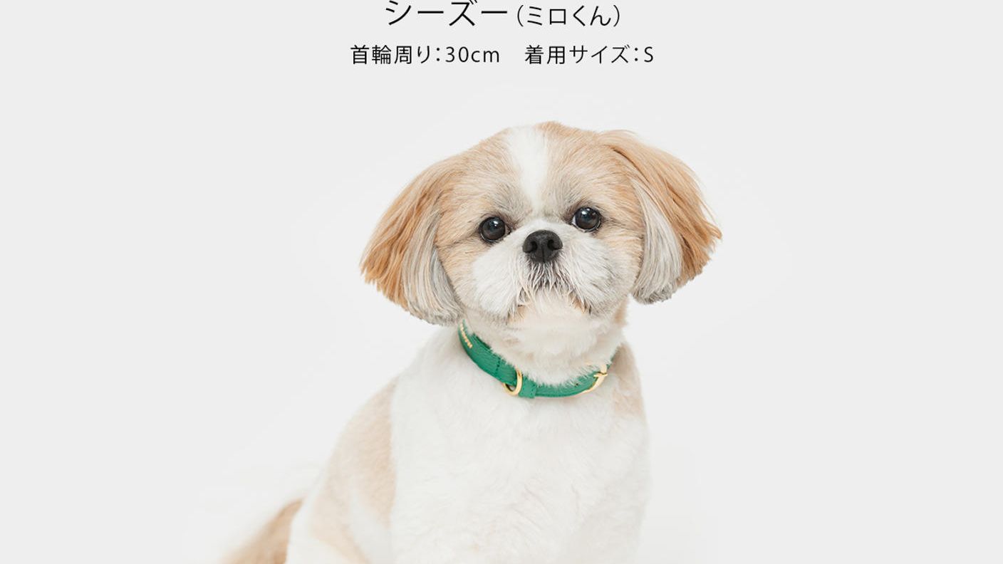 クラウドファンディングプロジェクト：万が一の迷子から守る。AirTag対応ホルダー付き“外れにくい”上質な首輪をあなたの愛犬へ
