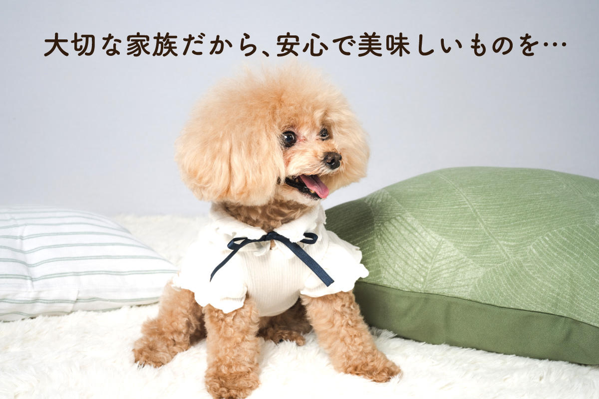 今日からシェフだワン チョコブラウン 犬 アーティストベア 海外作家様 愛犬家のパティシエがこだわって作った「安心・安全・高品質」のワン