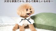 クラウドファンディングプロジェクト：愛犬家のパティシエがこだわって作った「安心・安全・高品質」のワンちゃんのおやつ