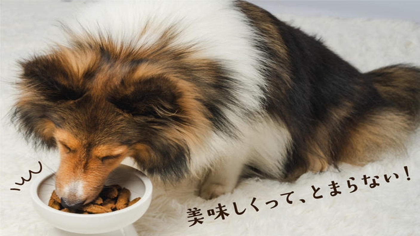 クラウドファンディングプロジェクト：愛犬家のパティシエがこだわって作った「安心・安全・高品質」のワンちゃんのおやつ