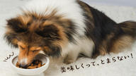 クラウドファンディングプロジェクト：愛犬家のパティシエがこだわって作った「安心・安全・高品質」のワンちゃんのおやつ