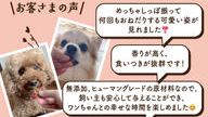 クラウドファンディングプロジェクト：愛犬家のパティシエがこだわって作った「安心・安全・高品質」のワンちゃんのおやつ