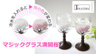 クラウドファンディングプロジェクト：冷水で色が変わるマジックグラス　満開桜