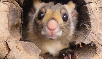 クラウドファンディングプロジェクト:小諸市動物園第2期整備で動物たちに快適な住環境を