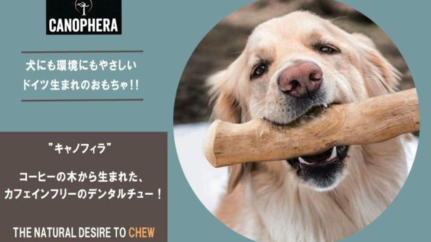 クラウドファンディングプロジェクト：CANOPHERA(キャノフィラ）　コーヒーの木から生まれた、犬にも環境にもやさしいおもちゃ