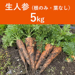 生人参【葉なし】 5㎏