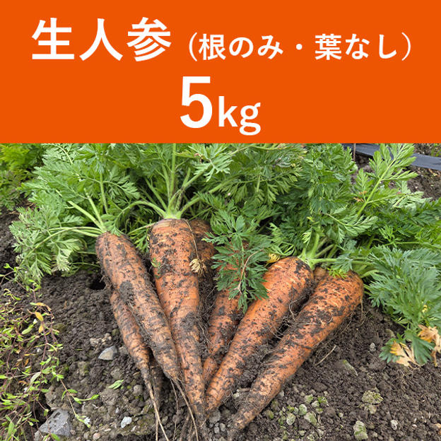 生人参【葉なし】 5㎏
