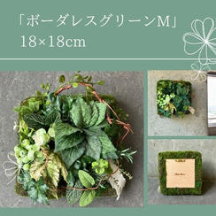 【早割15％オフ】ボーダレスグリーンM