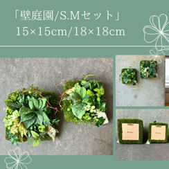【早割15％オフ】壁庭園/S.Mセット