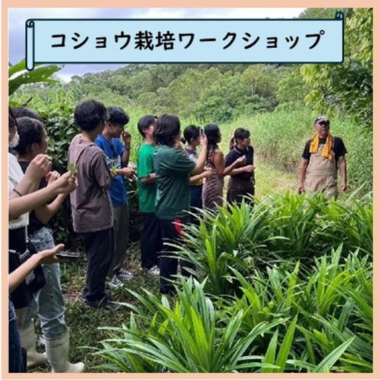 コショウ栽培ワークショップ