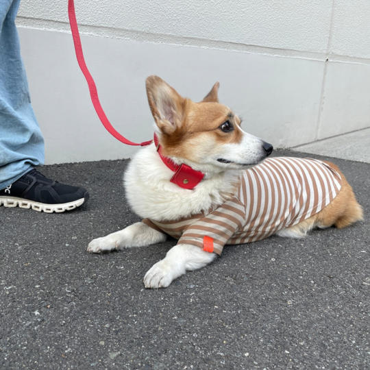 【数量限定】リード + AirTagホルダー付き首輪（レッド）