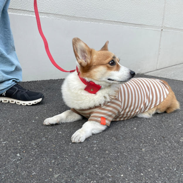 【数量限定】リード + AirTagホルダー付き首輪（レッド）