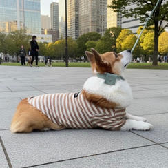 【数量限定】リード + AirTagホルダー＆首輪（ミント）